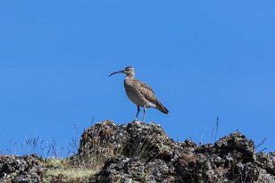 Brachvogel