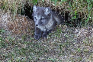 Polarfuchs