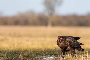 Vogelparadies Kiskunság