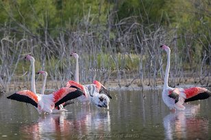 Vogelparadies Spanien + Portugal